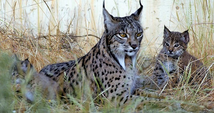 Lince ibérico
