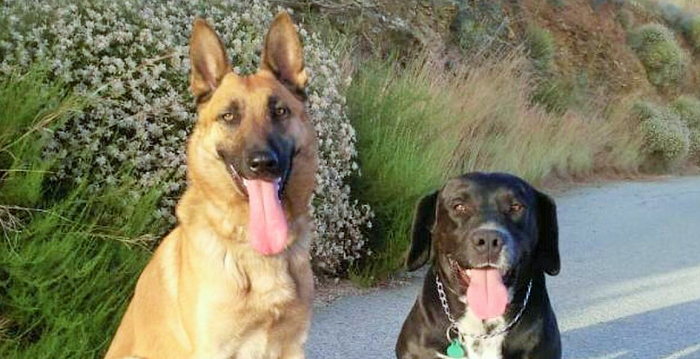 Perros patrulla canina Almuñécar