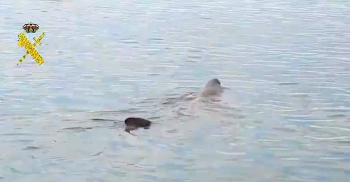 Tiburón peregrino frente a la playa de La Mamola Polopos