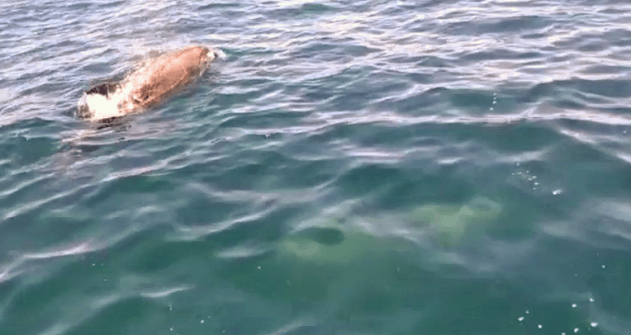 Nueva guía interactiva de cetáceos de la Costa&nbsp;Tropical